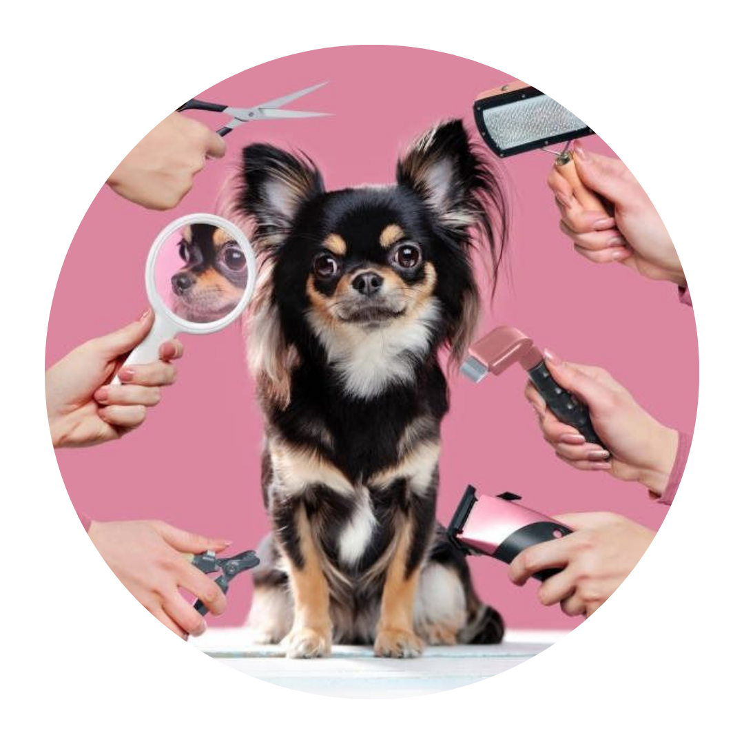 Pet Care